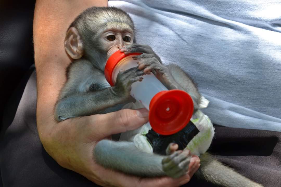 Wildlifeatheart's tweet photo. ❤️ The joy of supporting #EthicalConservation Projects. 😍 Over ZAR35k's worth of desperately needed supplies delivered to Wild & Free Wildlife Rehabilitation. Includes clinic equipment like #OperatingTable and #ElectronicScale 🐾🦎🐾
Read more here: https://t.co/MZJXFBHnlt https://t.co/LcRFuXCiGM