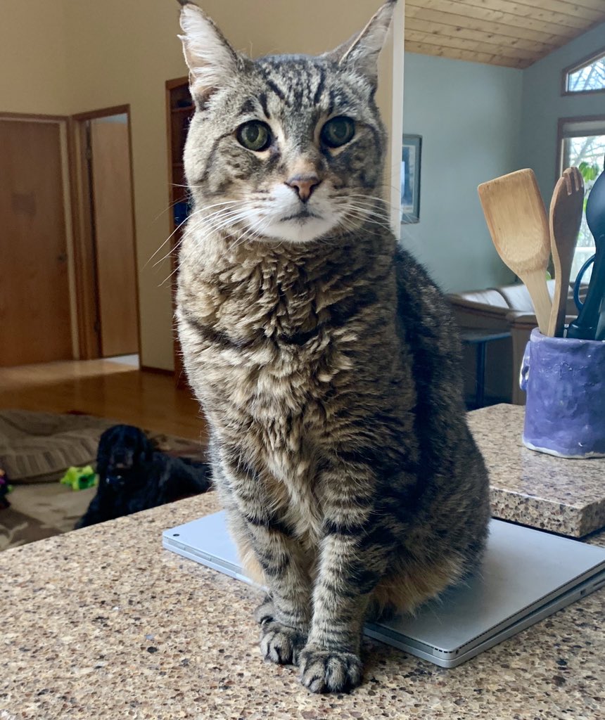 MargaretMallory's tweet photo. What laptop? I donβt see a laptop. LOL, someone is jealous of the time I spend w/ my computer. #Caturday #CatsOfTwitter #GetOffTheCounter https://t.co/1zJoWQhWQo