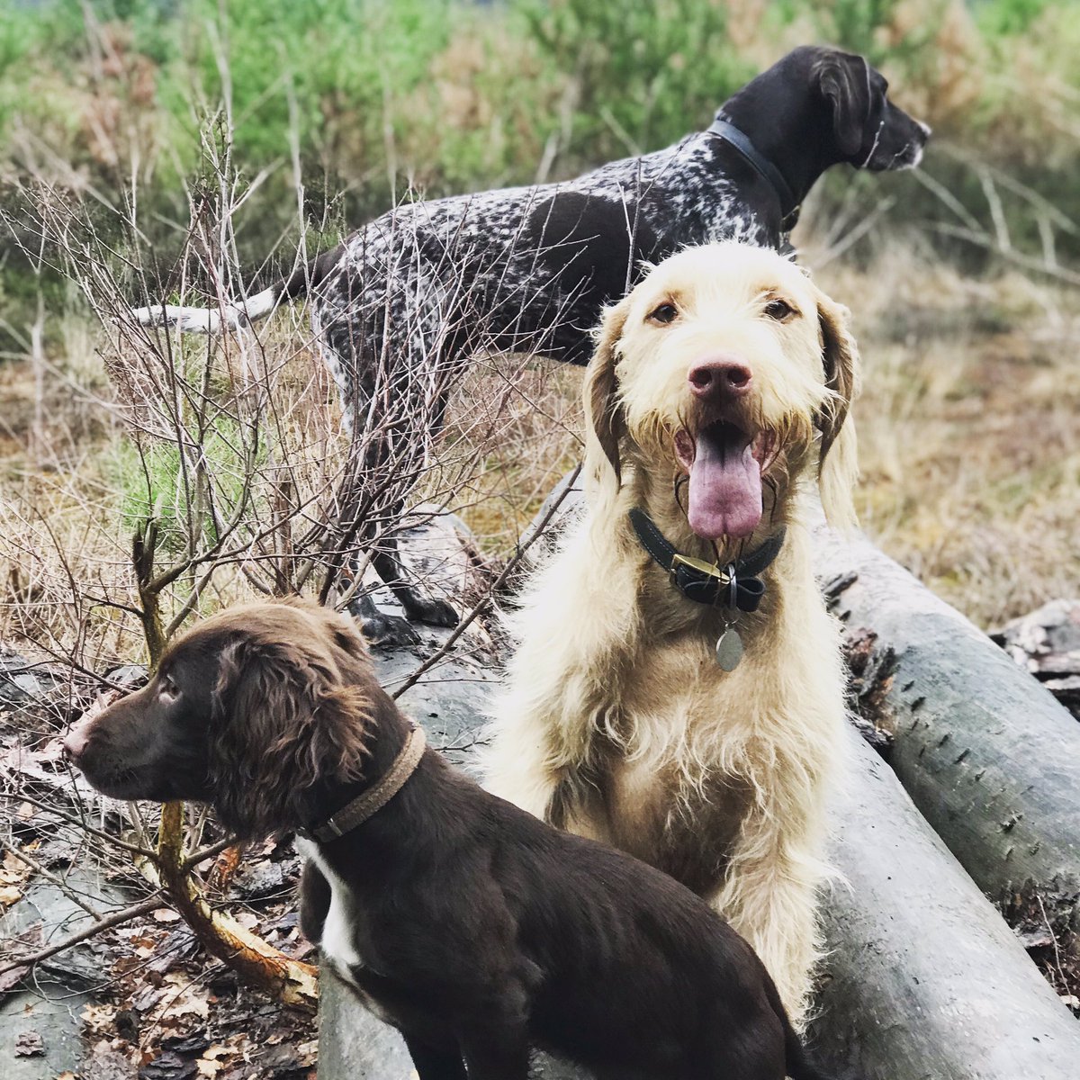 Lovely capturing moments with my boys..! Saturday Strolling 👍😀 #Hampshire #DogOfInstagram #GetmanShortHairedPointer #WirehairedVizsla #Sproker #CokerSpaniel #SpringerSpaniel