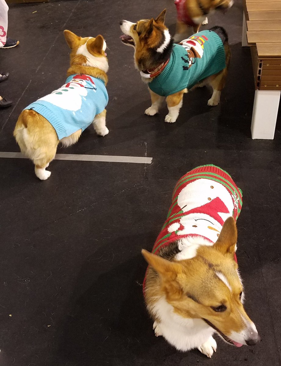 Corbyn the Corgi tweet media