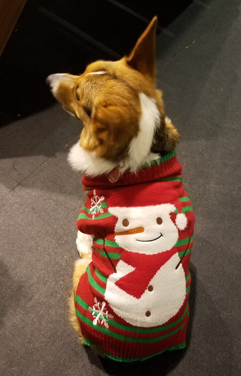 Corbyn the Corgi tweet media