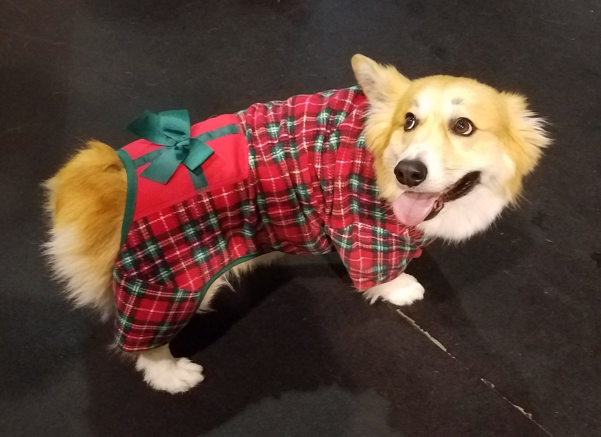 Corbyn the Corgi tweet media
