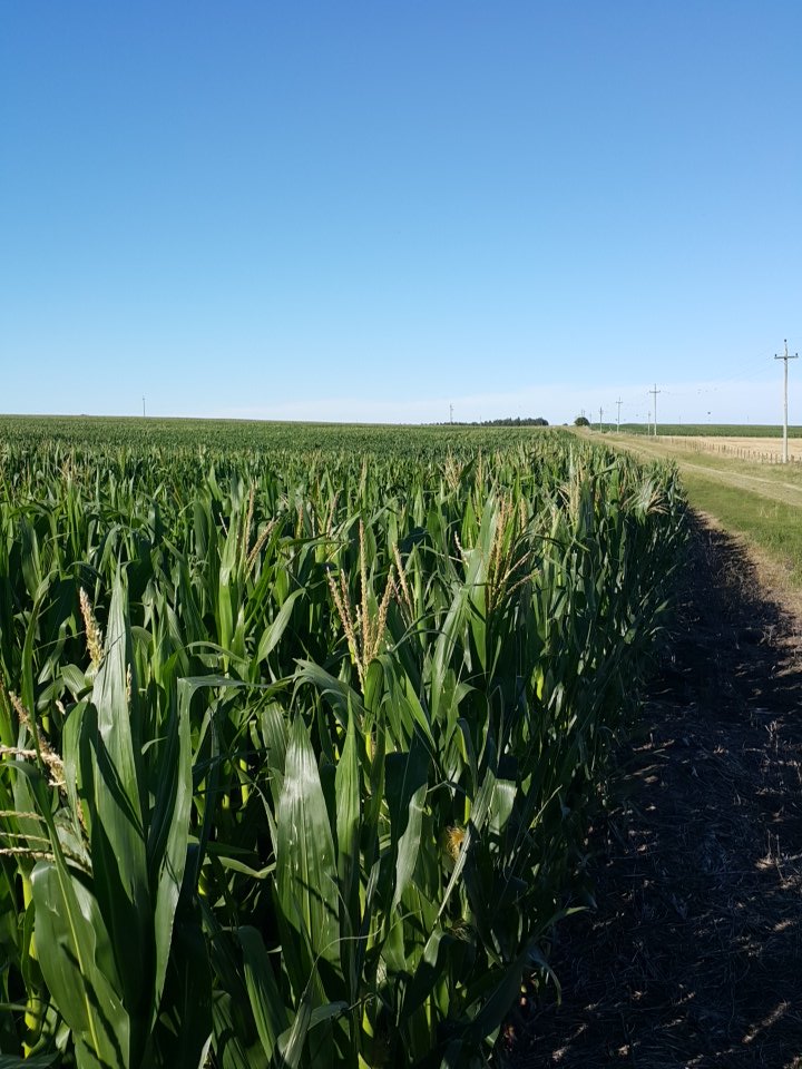 21SUR_aero's tweet photo. Comenzó la campaña de verano de vuelos #uav #multiespectrales sobre🌽 #maiz 🌽 para realizar mapas de muestreo #foliar dirigido. Gracias @Pro_NutritionAg por confiarnos un año mas todo el #mapping aéreo. Querés saber más?  info@21sur.com.uy #DronesProfesionales #agricultura https://t.co/hNU20nOm4t