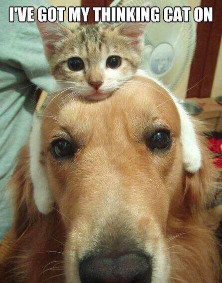 Kscholasticinc's tweet image. We hope our students are putting on their thinking cats as they’re studying hard for their exams. Our tutors are here til 12/21 and happy to schedule last-minute tutoring sessions. Please give us a call at 832-766-0542 to book a session today! #finalsweek #tutoring #houstontutors