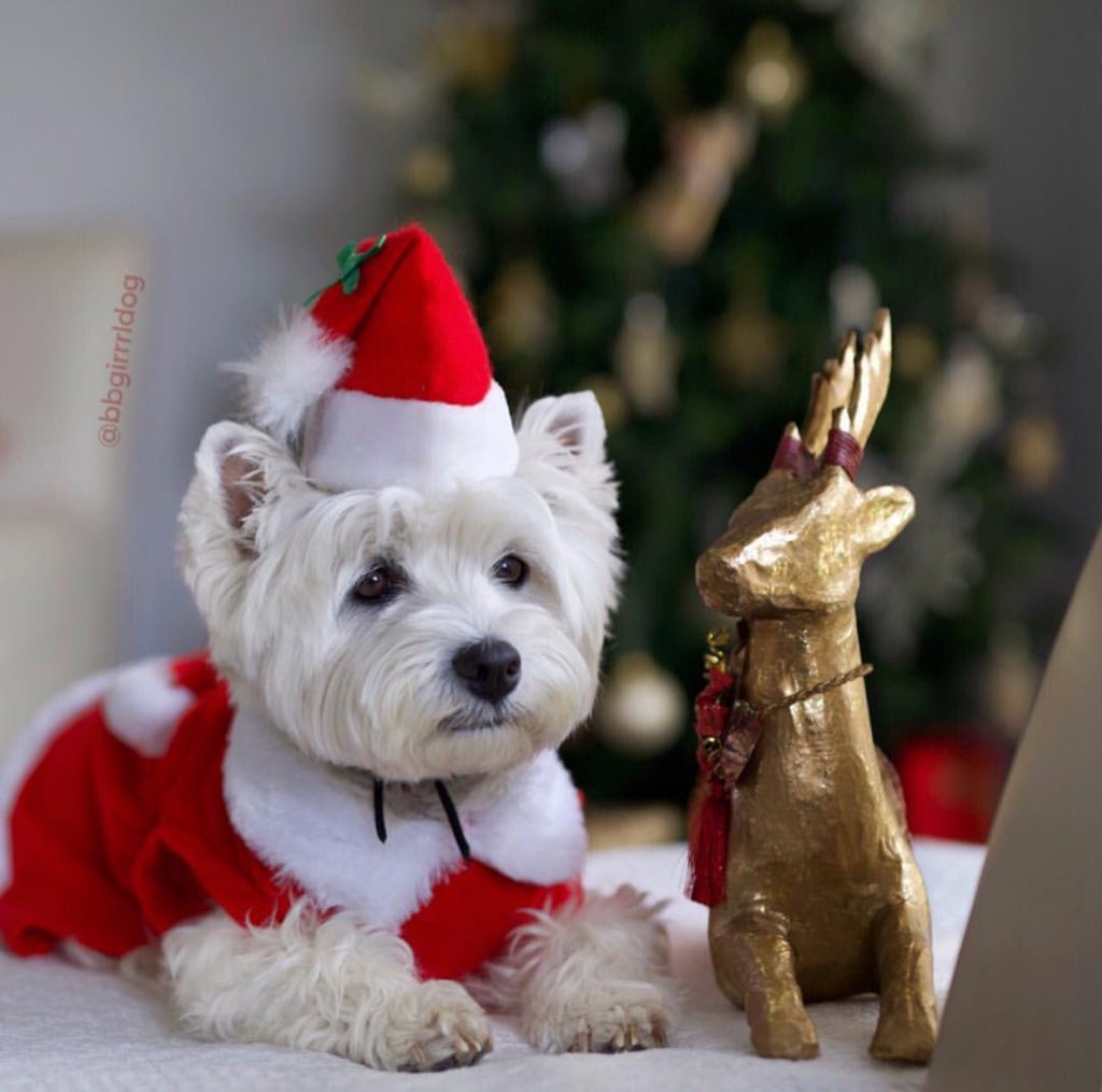 riverdogsuk's tweet image. Today’s Christmas Dog is none other than @BBGirrrlDog, looking incredibly festive in this Santa Suit!

 #cutedogsdaily #santasuit #christmasdog #twitterdogs #DogsofTwittter #neverstopexploring #bewild #backpackers #wanderlust #outboundliving #offgridliving