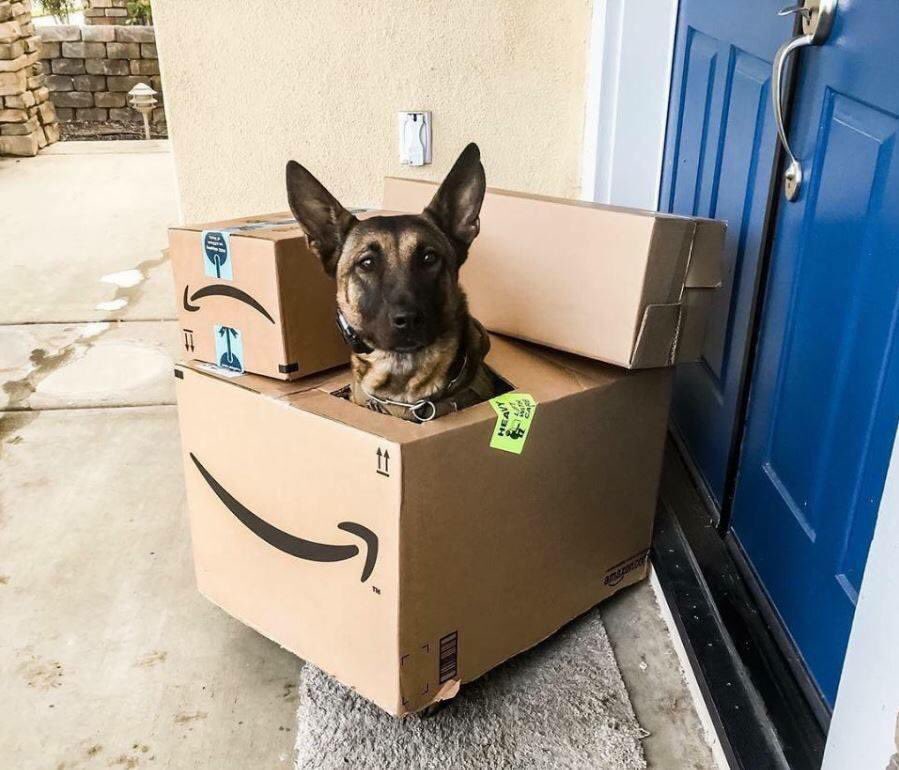 EveryWordDog's tweet photo. delivery dog https://t.co/LkO32NN5ti
