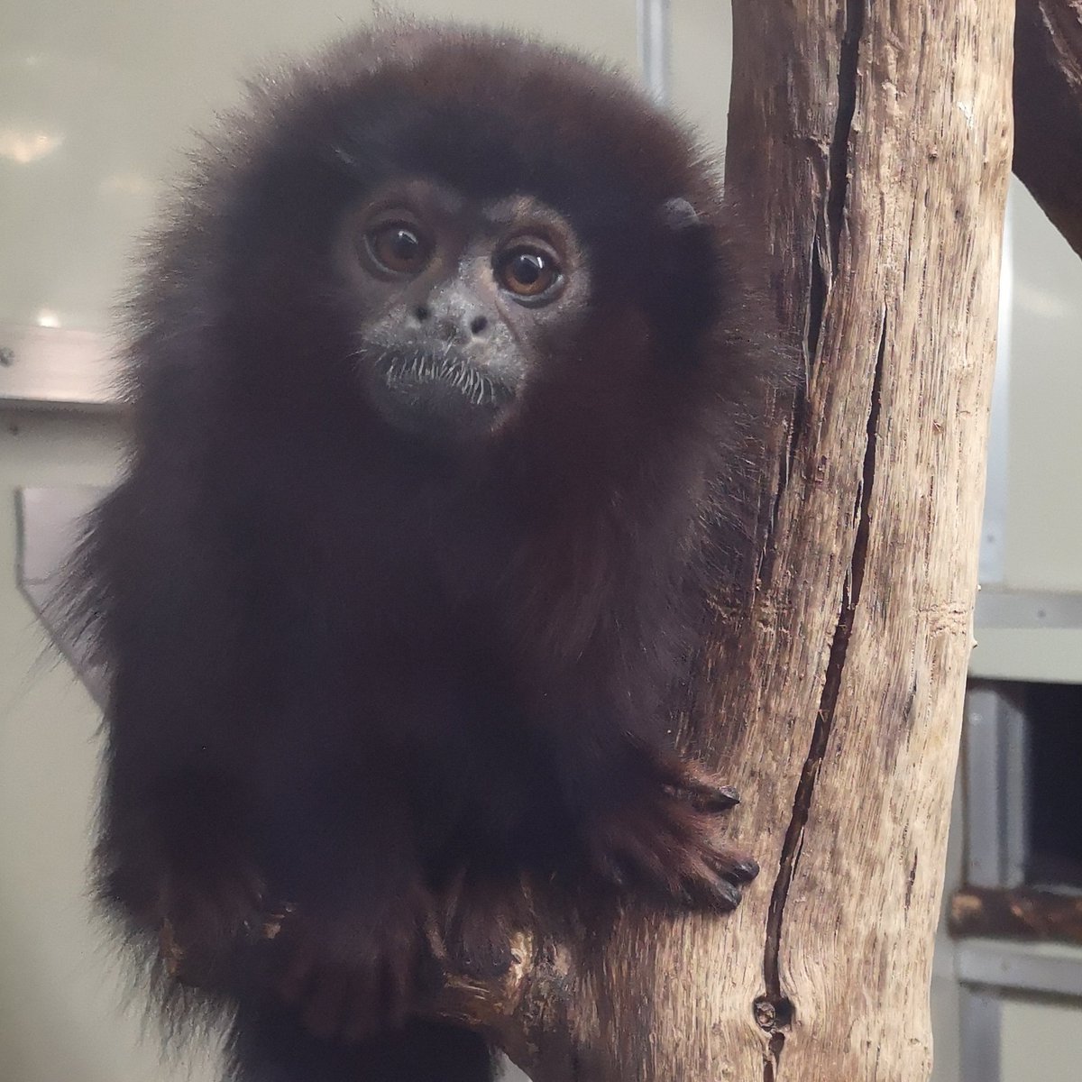 HazelJohnPhoto1's tweet photo. What a cutie! #thoseeyes #cutie #fluffy #cosy #🐵 #columbia #redtitimonkey https://t.co/RV1y8y75Qc
