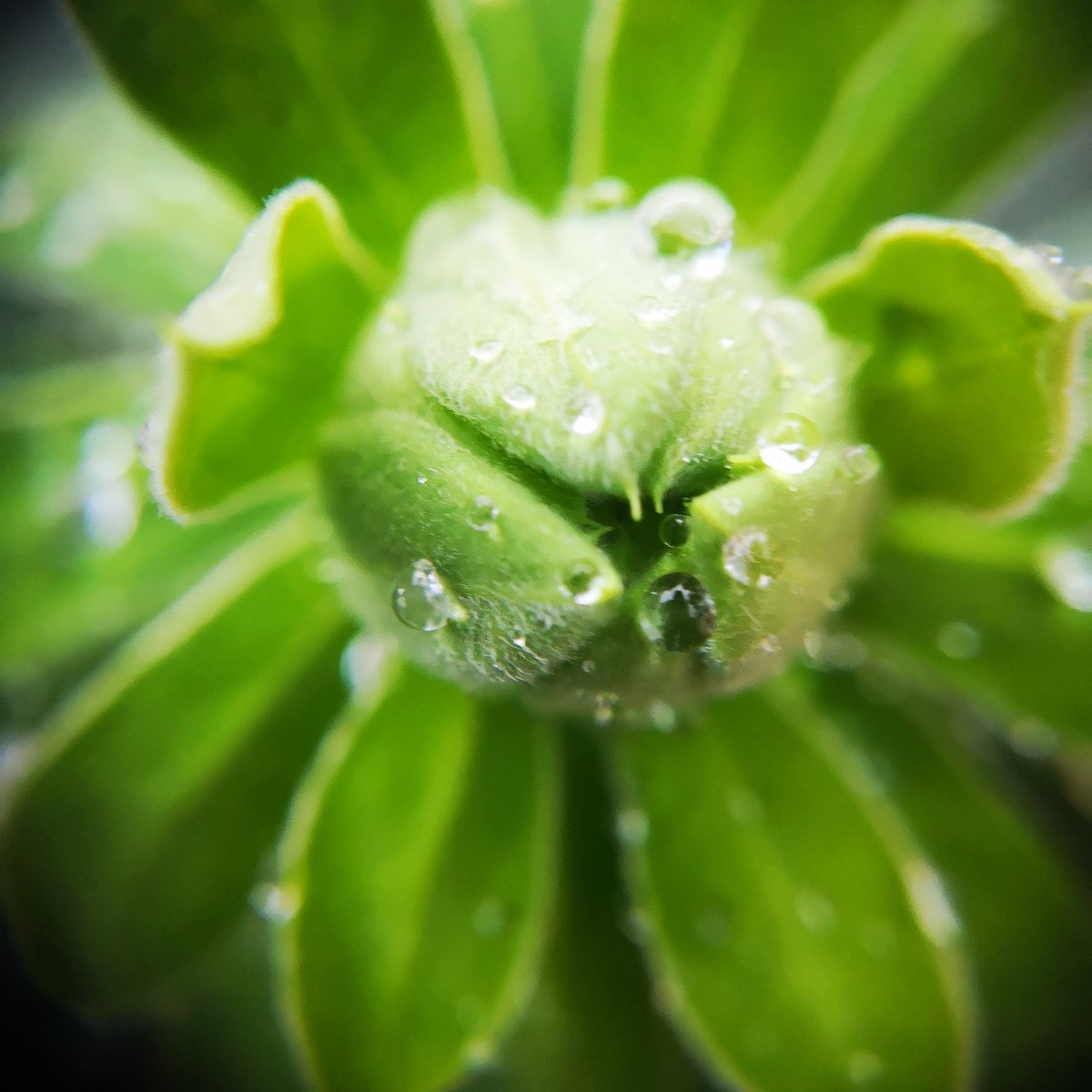 HazelJohnPhoto1's tweet photo. Raindrops #raining #macro #macroraindrops #greenleaves #watersphere #water https://t.co/fSVuvs6IBL