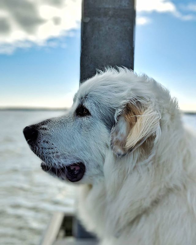 PaperFreckles's tweet image. Man of the sea.
.
.
.
.
.
.
.
#dogsofinstagram #greatpyr #greatpyrenees #instadog #wadmalawisland #southcarolina #lowcountry #pyrsofinstagram @greatpyr_features ift.tt/2QxjeAc