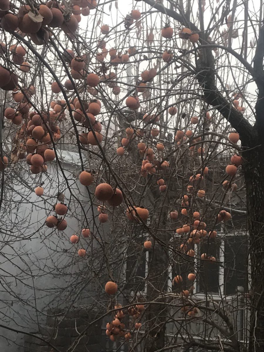 Dilmurad Yusupov V Twitter Uzbek Persimmon Art On The Trees Photos From My Grandfather S Garden In Tashkent Chocolate Persimmons Are Still On The Trees And Will Keep Fresh Even Until The New