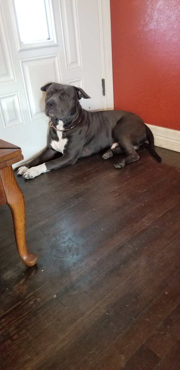 georgecoon87's tweet photo. My 100lb baby Turbo will be 1 in five days https://t.co/DFbKWjaGqU