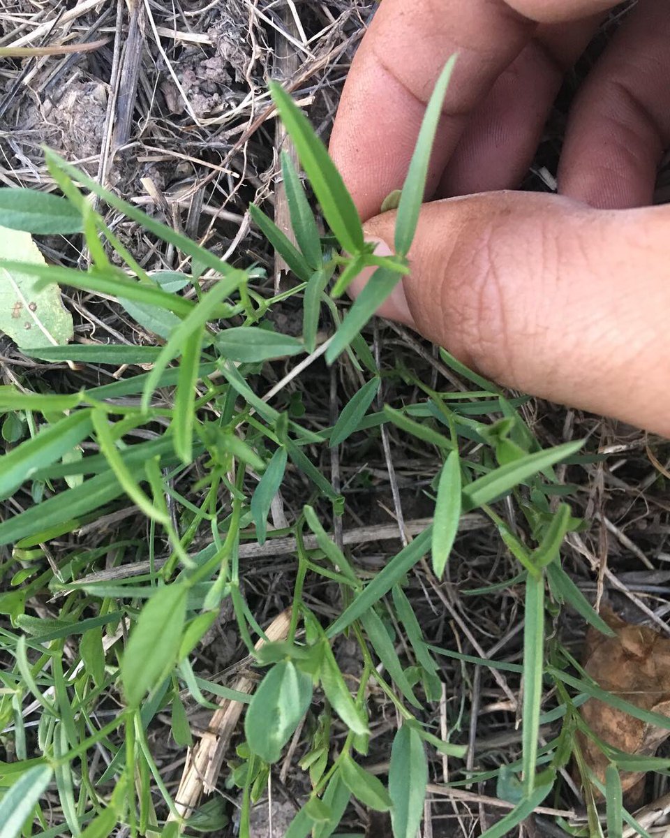 “Y así van las siembras apenas un mes después...” #plantulas #viciasativa #veza #medicagosativa #alfalfa #leguminosas #fabaceae #leguminosas #proteinasvegetales #siembras #ensuciarselasmanos #sentirlatierra