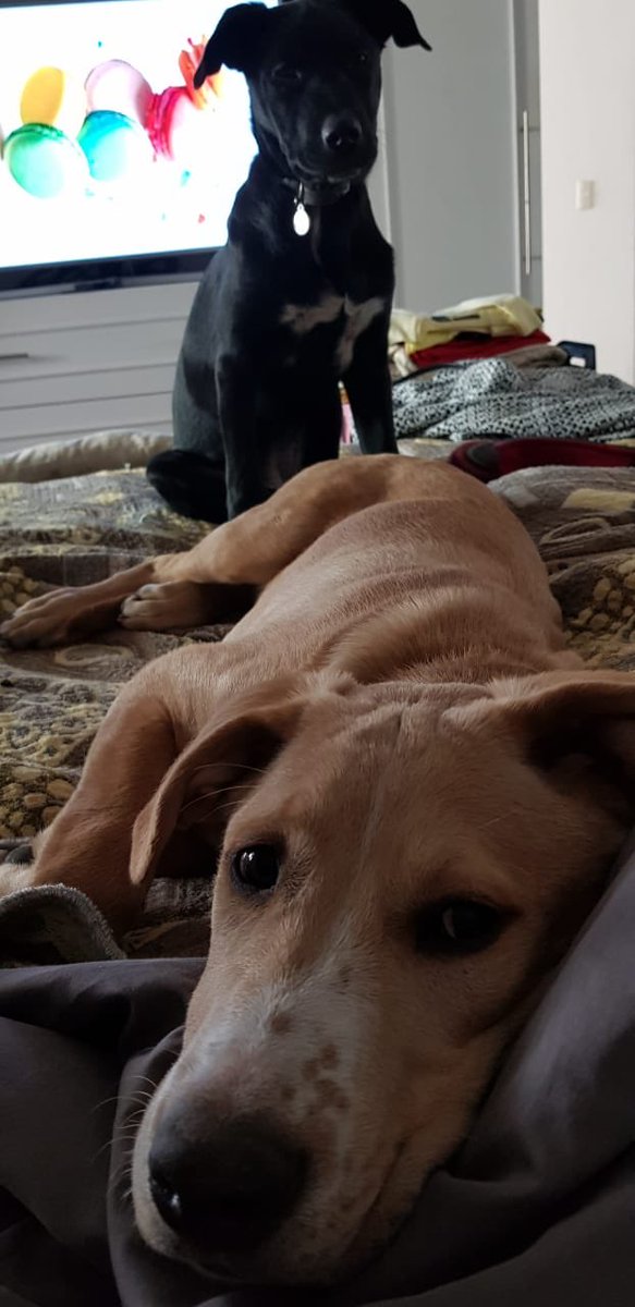 Abril_AlcalaP's tweet photo. ¿Quien se puede resistir a esas miradas perrunas?, ni modo que no los deje ver conmigo #Gray’sAnatomy 😻. Ya sé, tengo corazón de pollo ! ❤️

#AmoresPerros #AbrilEnGDL #amogdl #homesweethome #Dago #Cleo #Matilda https://t.co/PvcHfk0NIv