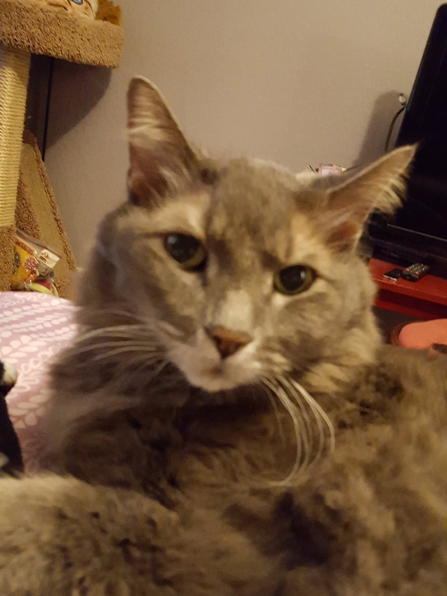 #meow #Caturday