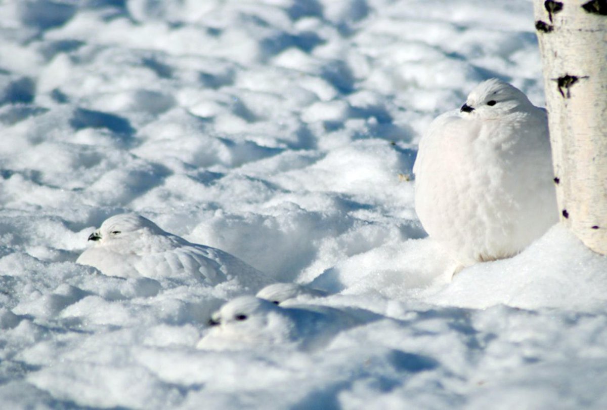 Inuit Food: One of the small game food we hunt are Ptarmigans, in winter the change to pure white and can be hard to spot.  That's unless you have an eye to see white on white among the riverside willows. How many can you see in this picture?