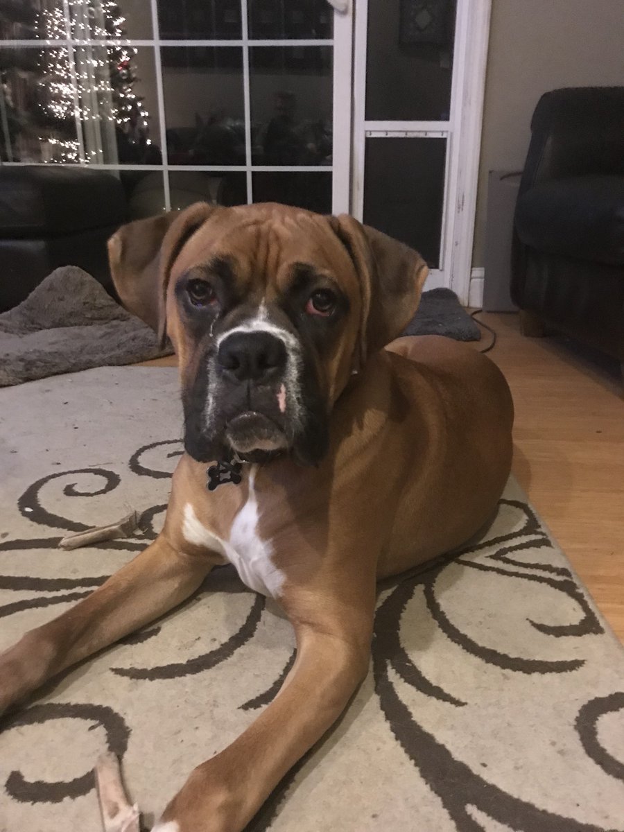 winesalongirl's tweet photo. @TheTattooedProf @cyndiwiley As a history teacher and a lover of squished nose dogs you are the only non serious / serious person I follow. We are boxer people but I aspire to a mastiff. This 70 lb 8 month old just stole a tbone off my plate #clowndogs https://t.co/ETdGkGNzVu