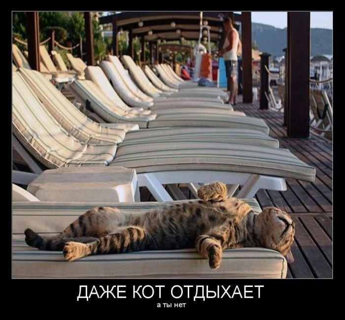 Не уставшая а отдохнувшая. Отдыхающий кот. Котик отдыхает. Котик на отдыхе. Отдохнуть от отдыха.