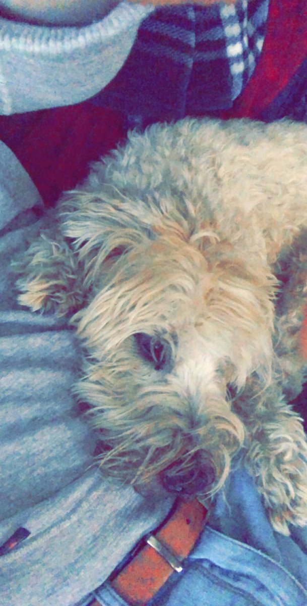 #dogslife