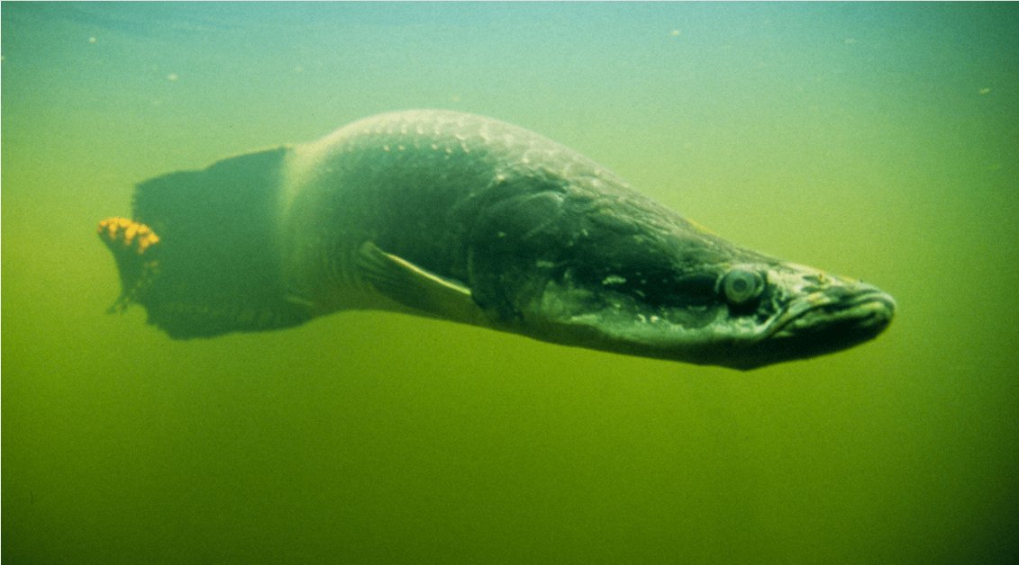 Japandocs 沖縄には目を向けないnペケ おまけに今夜の アウラ の前座で4本もアマゾン特集とは テレビ 12 16 日 Nhk 14時 Nスペ選 大アマゾン 最後の秘境 1 伝説の怪魚と謎の大遡上 16 秘境アマゾン川に人智を超えた謎の世界を追う