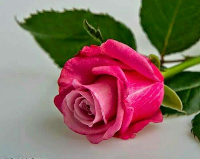 malarvidyut's tweet photo. Happy birthday sweetie god bless uuuu...@khyatidv @VidyutJammwal https://t.co/VMPnUZVGIV