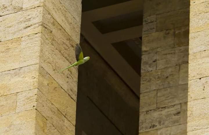 Anıtkabir'in Papağanları Cumhuriyet’in kurucusu Mustafa Kemal Atatürk’ün ebedi istirahatgahı Anıtkabir’de sıkça görülen yeşil papağanların sayısı gün geçtikçe artıyor.