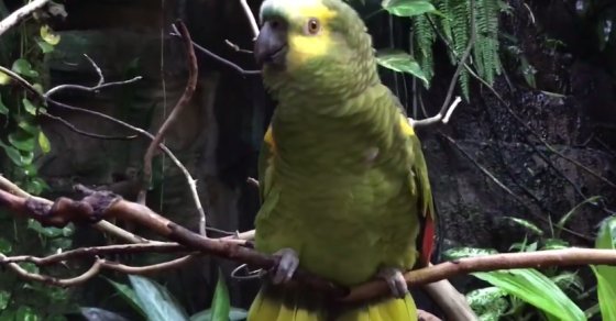 Vancouver Aquarium's parrot Cosmo sings a Mariah Carey Christmas song (VIDEO) dlvr.it/QthrXH https://t.co/720ryyOFNm