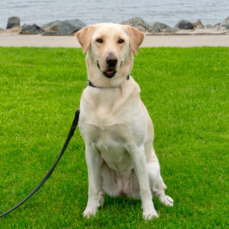 PortSDHPD's tweet image. Meet Officer Asiong and his dog “Lina”! Lina is a #labrador Together they work as a team to keep @SanDiegoAirport and @portofsandiego safe.

#police #policedog #k9 #k9unit #dog #dogs#lawenforcement #policedogs #explosive#explosivedetection #explosivedetectiondog#bombdogs