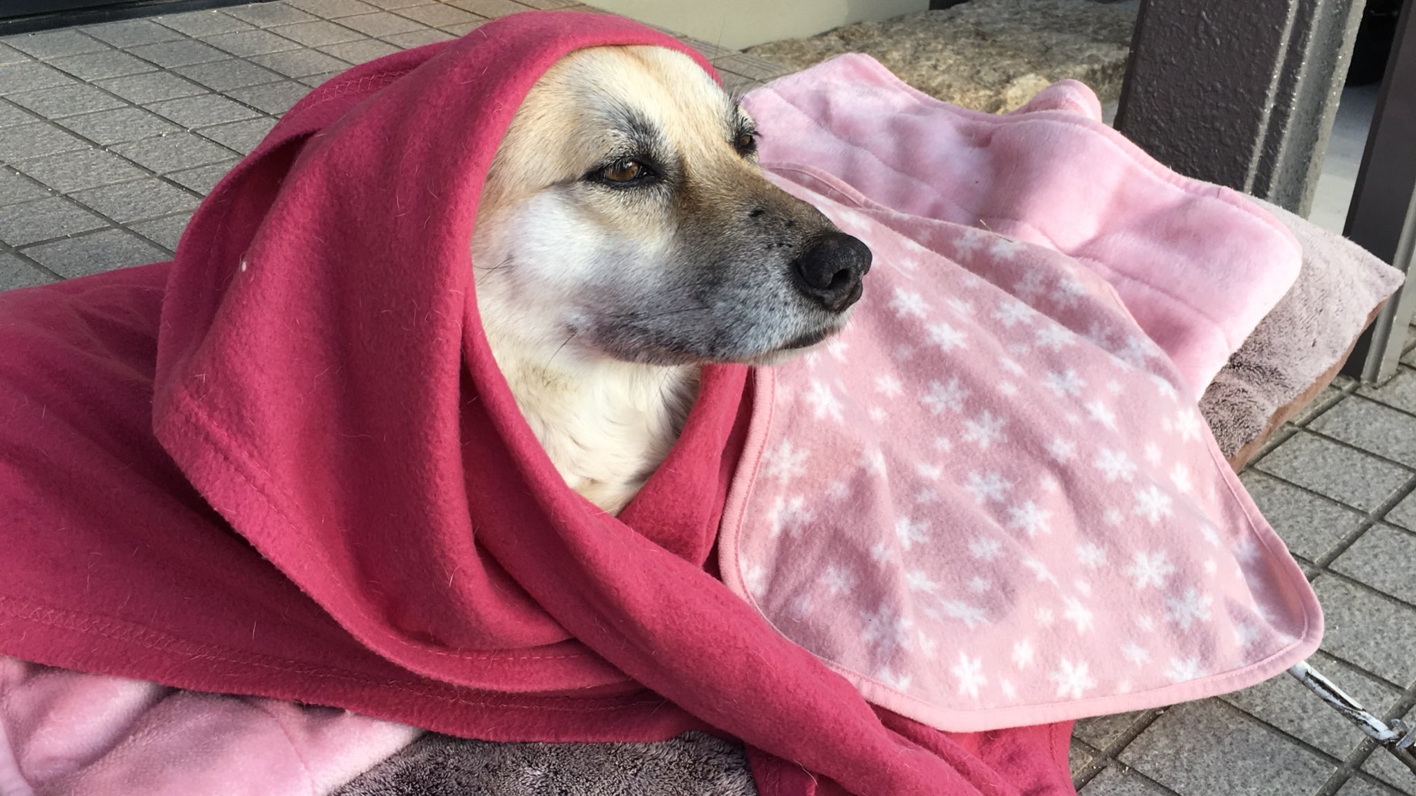 がくこ 犬に毛布をかける時はいつもヴィーナスの誕生に布をかけようとしてる人の気持ちでかけてる T Co Rsbyla6g8p Twitter