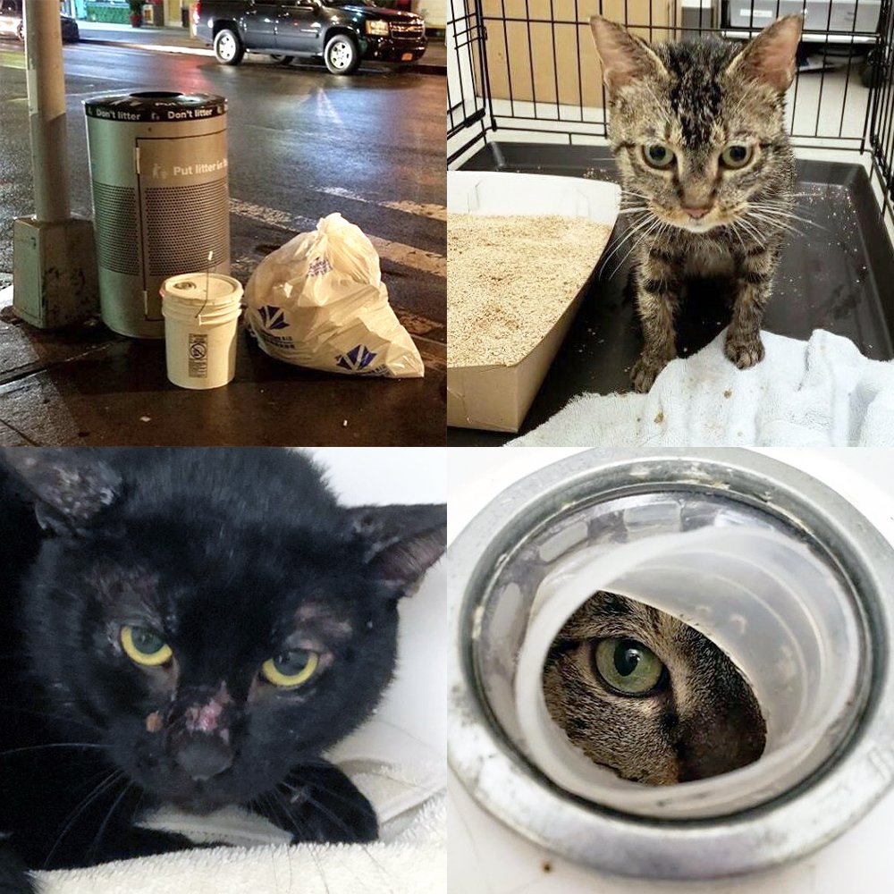 "<a href="/NYPDnews/">NYPD NEWS</a> is investigating two incidents of cats being abandoned inside sealed buckets in the city’s #SoHo neighborhood. So far, there have been 'two buckets and both were sealed'" - <a href="/The_H_Train/">Hilary Hanson</a> <a href="/HuffPost/">HuffPost</a> <a href="/AnimalHaven/">Animal Haven</a> <a href="/NYPDPaws/">NYPDPaws</a> huffingtonpost.com/entry/cats-aba…