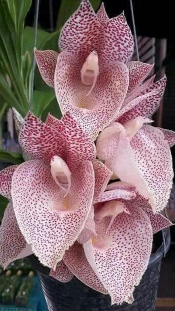 siham 🌹🇾🇪 tweet media