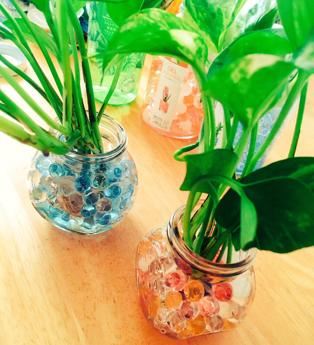 愛あい Twitter પર 観葉植物 ๑ ᗜ ๑ 量が増えたので小さい植木鉢から出して2つに株分けしましたー Daisoで綺麗なジェルポリマー見つけたから 土やめて試しに使ってみるよd ゝw 観葉植物用活力剤も10日に１回シャワーしてあげます もっと