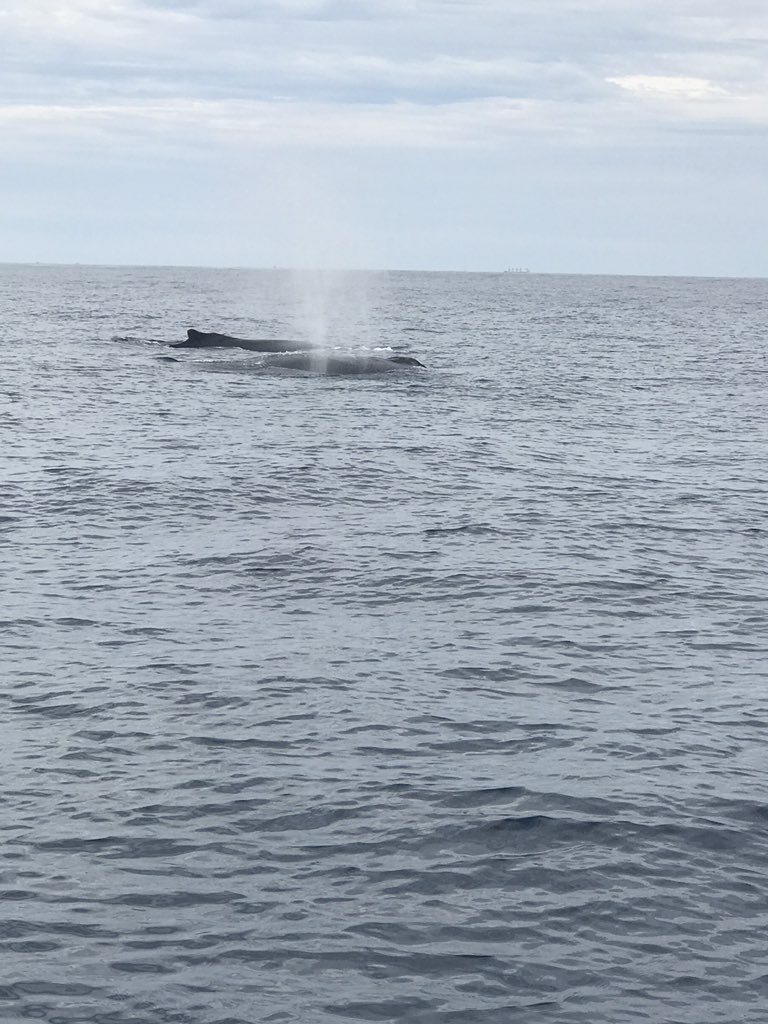 Jillsfoodtravel's tweet image. Whale season begins today in #losCabos. When staying  @QUIVIRACabos #loscabos be sure to take one of the #caboadventures