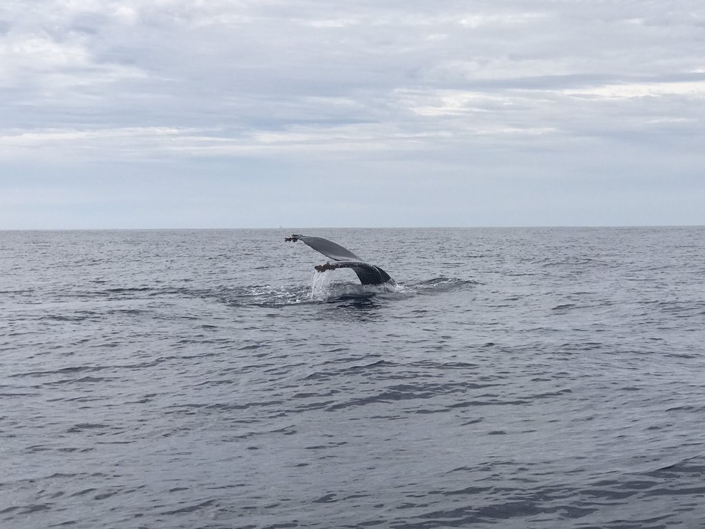 Jillsfoodtravel's tweet image. Whale season begins today in #losCabos. When staying  @QUIVIRACabos #loscabos be sure to take one of the #caboadventures
