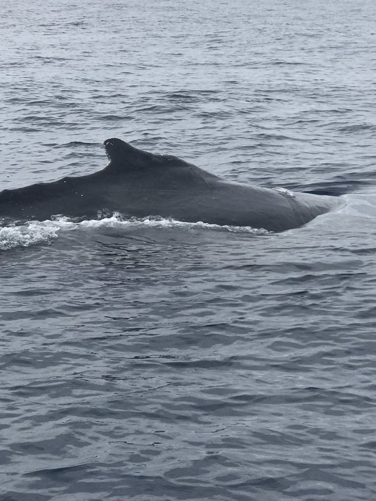 Jillsfoodtravel's tweet image. Whale season begins today in #losCabos. When staying  @QUIVIRACabos #loscabos be sure to take one of the #caboadventures