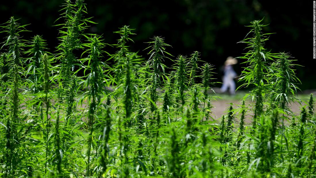 Congress voted this week to legalize the cultivation of hemp. Here's what you need to know https://cnn.it/2Cf9Wjr