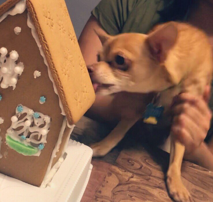 shayguzman_12's tweet photo. Made a cute little Gingerbread house! Buttt it didn’t last long 🐶😬 https://t.co/cpH1RDs5oH