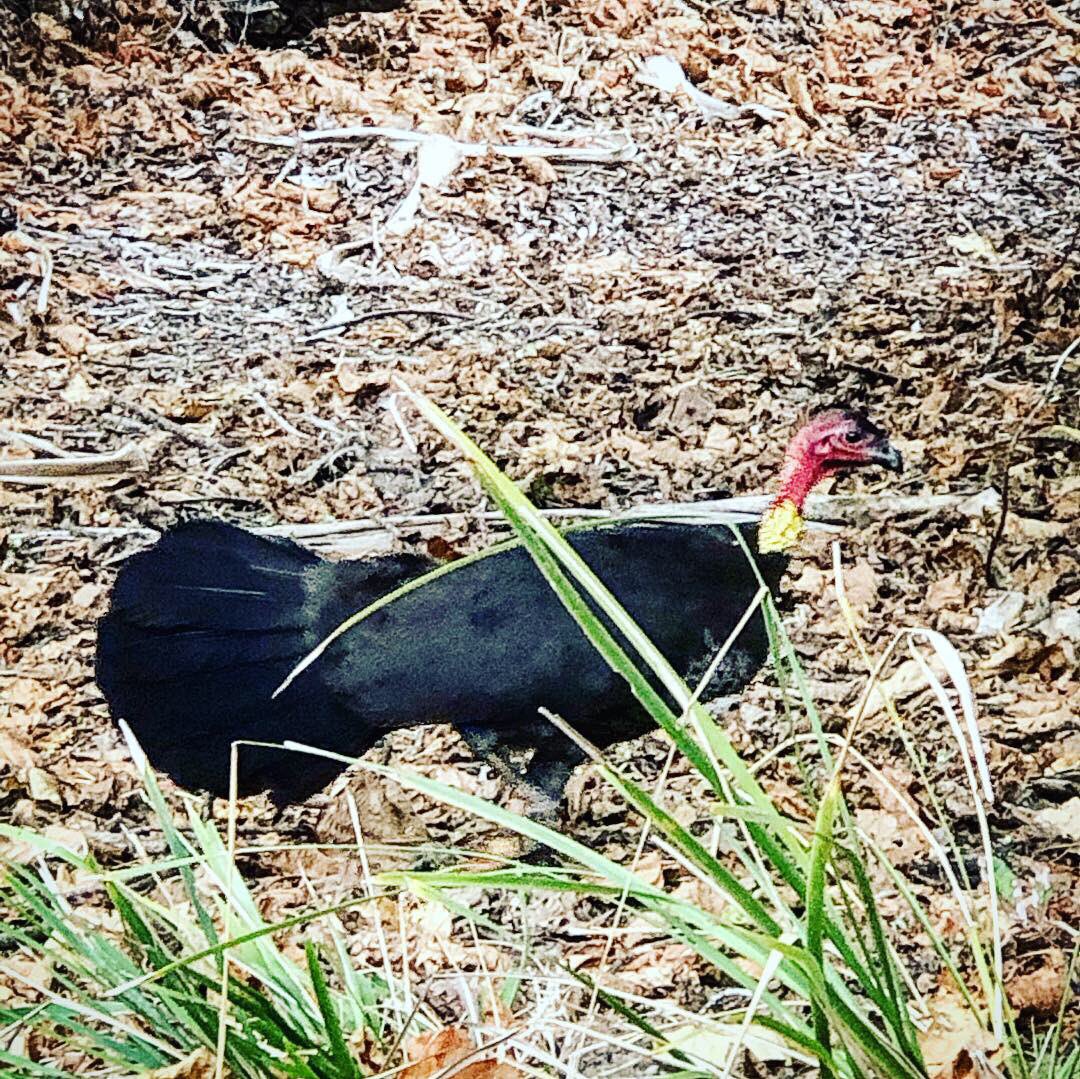 drfunkshwae's tweet photo. Hot humid Aussie beach “Gingermas18 Run”! Bonus point for spotting (not roasting) a scrub turkey? #gingermas18 #gingerrunner @ethannewberry @milelong_legs @ Casuarina, New… https://t.co/ry5cm8JjqB… https://t.co/QkEWPoGDot