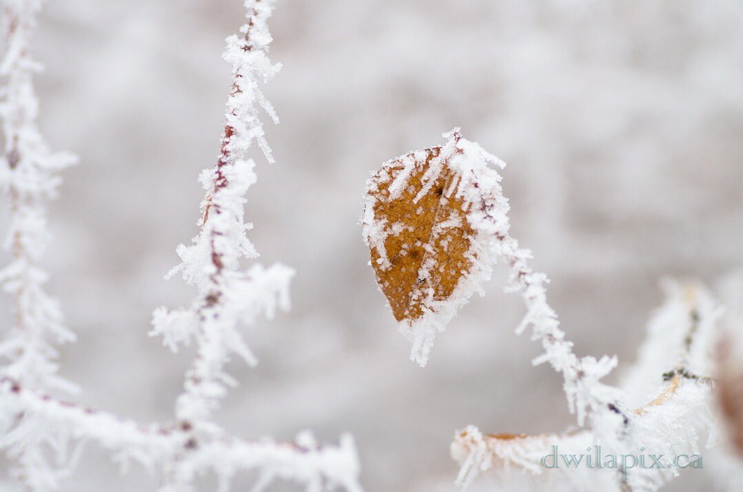 Frozen in time. 
I love winter!💞
#frost #twig  #nature_fantasically #hqnature #gottalove_a_ #naturelove_world #nature_obsession #rebels_nature #stellar_shots #allbeauty_addiction #amazingartofearth #thegreatoutdoors #worldprime #greatnorthcollective #visualsoflife #artofvisuals