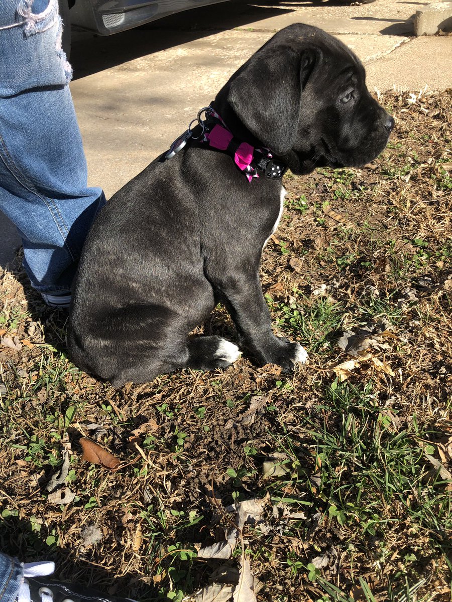 Hooligan_Chad's tweet image. Newest addition to the family. #puppy  #puppylove #canecorso