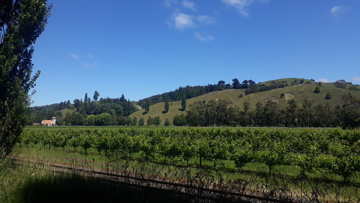 A truly gorgeous Esk Valley, Hawke's Bay day! 😎❤🤩🌞 
<a href="/PetaneStation/">Petane Station</a> <a href="/ZeelandtBrewery/">Zeelandt Brewery</a>