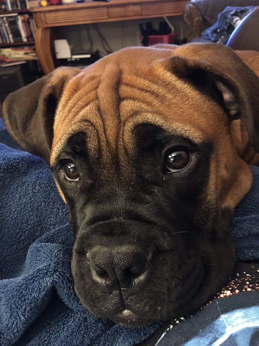 rlbratten's tweet photo. @LivePDAnimals Only Axl’s head fits in my head anymore or I can’t feel my legs if he sits his whole body on me. https://t.co/etHkYhuL58