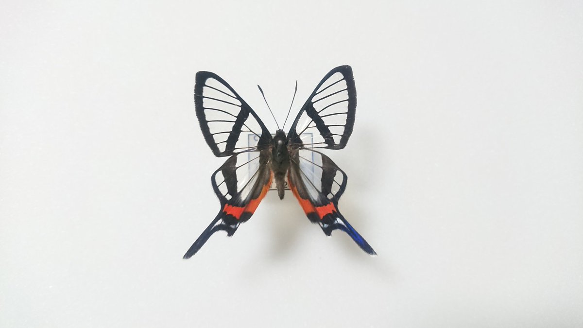 オオスカシツバメシジミタテハ。 蛾のオオスカシバを思わせる完全に