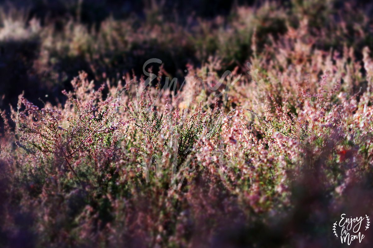 Enjoylamôme tweet media