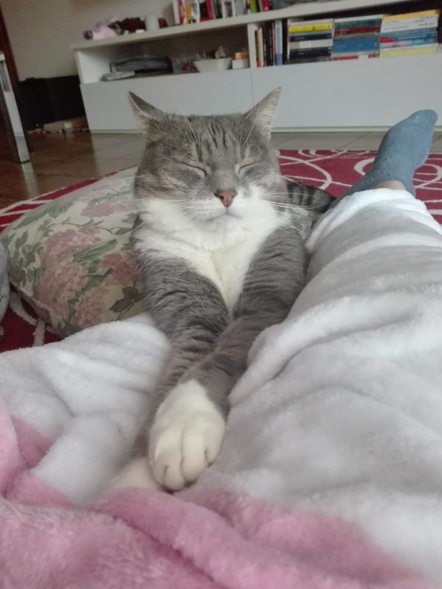 Domenica di relax per il gattone adottato una settimana fa in #gattile a Conegliano.
Grazie ad <a href="/AlmoNatureIT/">Almo Nature Italia</a> e al progetto #adoptme abbiamo consegnato agli adottanti un kit cibo di altissima qualità ma soprattutto ETICO.
#uncompagnoperlavita grazie alla Fondazione Capellino