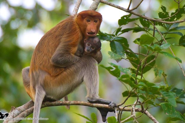 The Star (@staronline) on Twitter photo 2018-12-16 09:52:58 Protected riverside forests have saved Sabahs proboscis monkeys but oil palm threatens their future thestar.com.my/news/nation/20… Protected riverside forests have saved Sabahs proboscis monkeys but oil palm threatens their future thestar.com.my/news/nation/20…