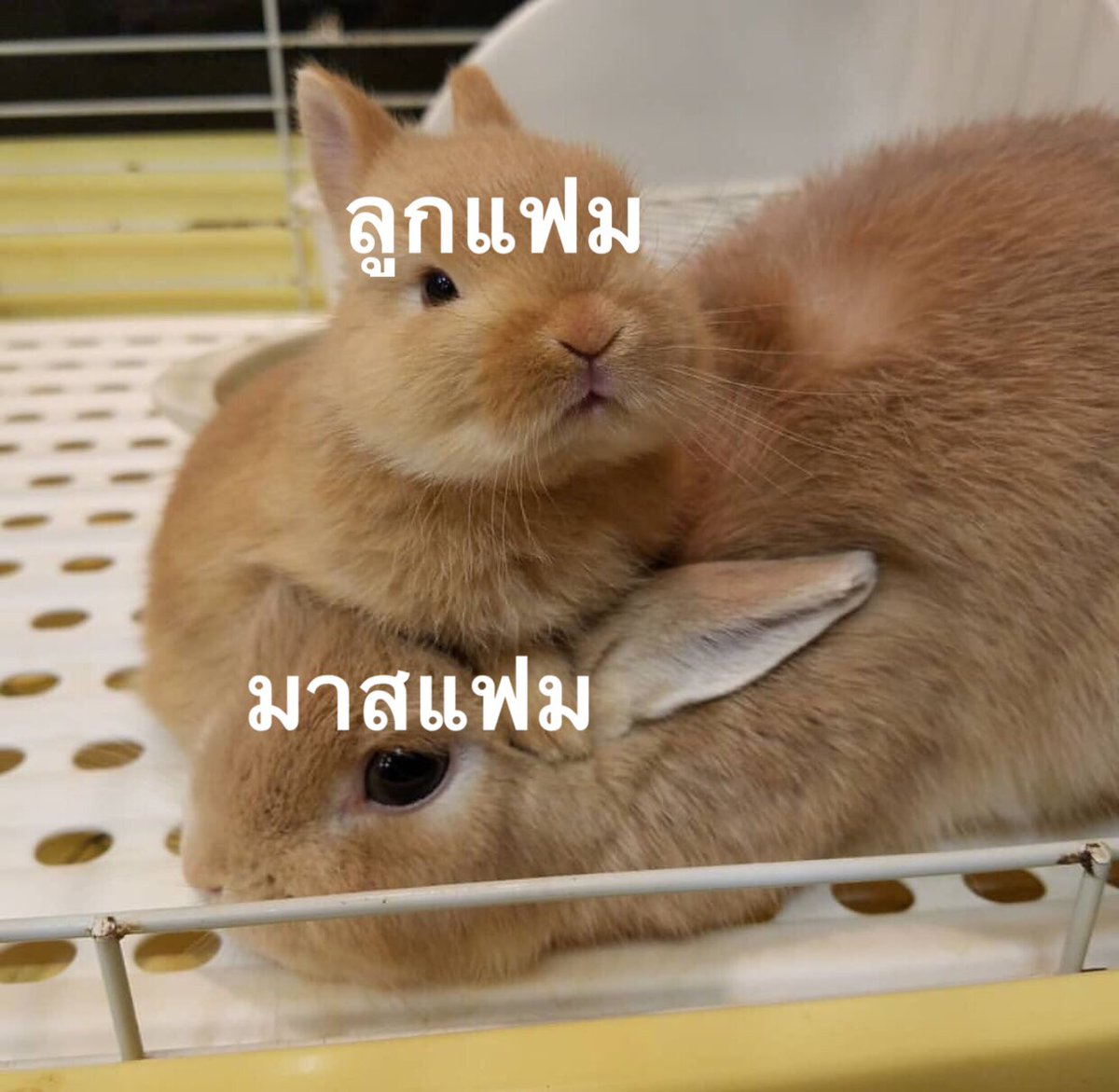 always floppy tweet media