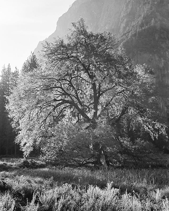 jerwaters's tweet image. 🏜
The run rising behind this glorious tree burnt orange and yellow through the leaves.. you’ll have to use your imagination though.. because for a moment I forgot I was shooting on black and white film 🤦🏼‍♀️
#olympusom2n #shootfilm #ilford #ilfordhp5 #50… ift.tt/2LilhSN