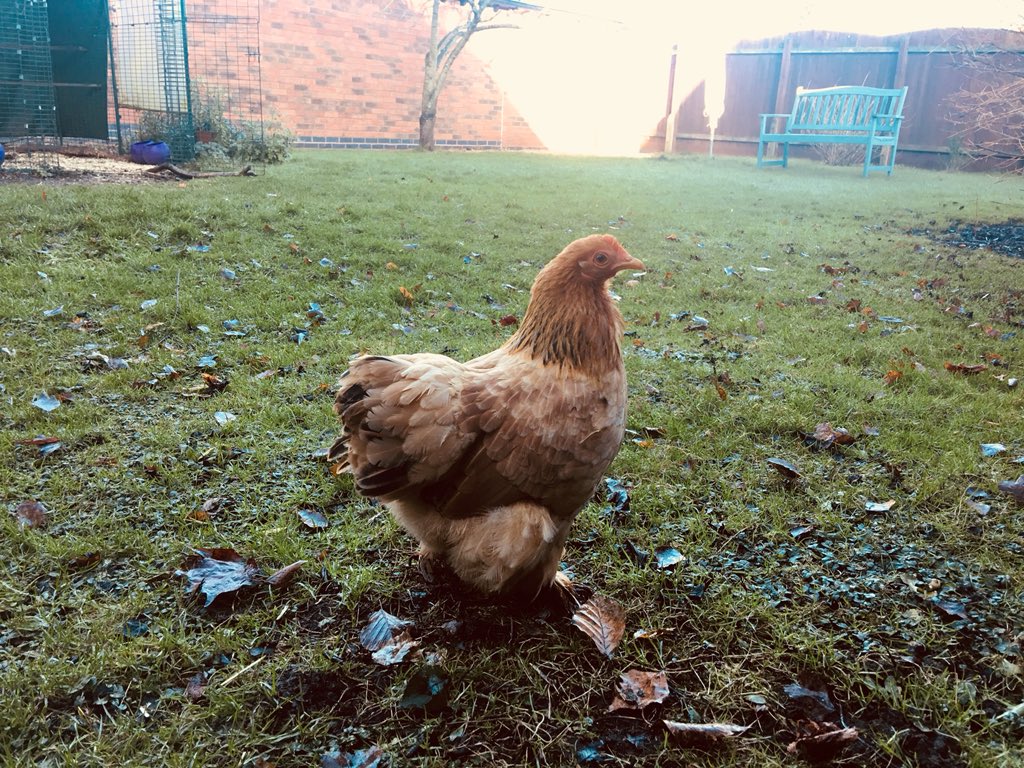 tupteaUK's tweet photo. Having a relaxing cup of tea in the garden with this lot! Happy Sunny Sunday! ☀️#tea #tuptea #chickens #countrylife #SundayMorning #relax #leicestershire #melton #wintersun https://t.co/by9CxYxOuK