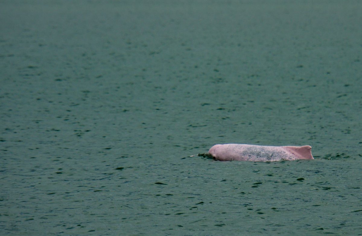 BikeandTours's tweet photo. #dolphinwatching at Permai Rainforest Resort. Yes, there are dolphins in Sarawak! We spotted the #irrawaddydolphin and these rare #pinkdolphin 
@SarawakTravel @lonelyplanet #bikeandtours #memorableadventures #borneo #sarawak #SarawakTravel #SarawakMoretoDiscover #ThisisSarawak https://t.co/bascwgzNzI