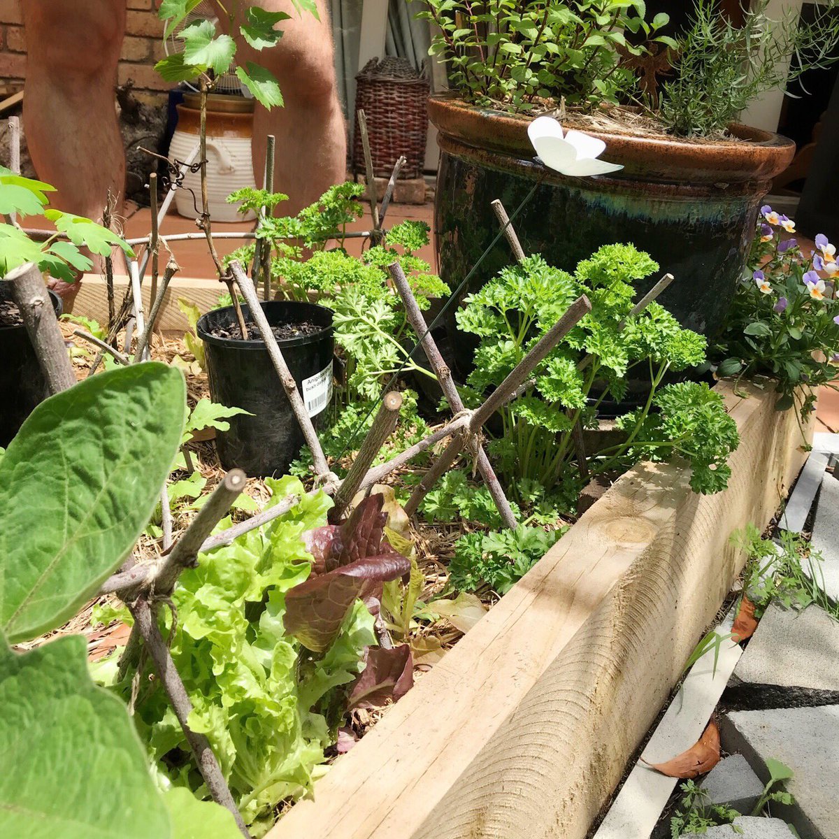 Mixed #lettuce leaves #parsley #radish #spinach #rocket make a #delicious #salad for lunch with a soy &amp; sesame dressing.
The other pic shows my #beautiful #garden 💚
.
.
#IgrewThis #greenThumb #iLoveMyGarden #gardenToTable #melbourne #summer #freshFood